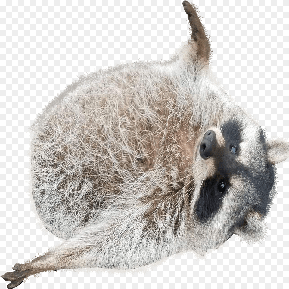 Transparent Racoon Chonky Raccoon, Animal, Mammal, Rat, Rodent Png
