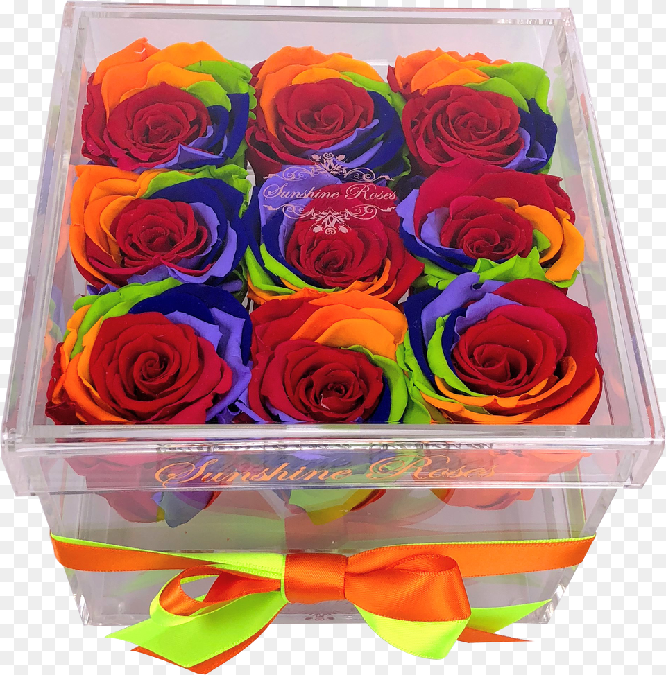 Transparent Rainbow Rose Garden Roses Png