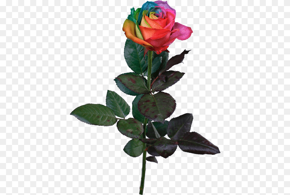Transparent Rainbow Rose Garden Roses, Flower, Plant Free Png Download