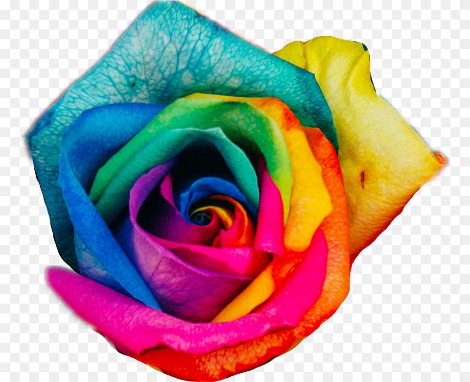 Transparent Rainbow Rose Rainbow Roses, Flower, Plant Free Png