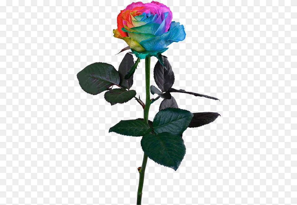 Rainbow Rose Stem Rainbow Rose, Flower, Plant, Flower Arrangement, Flower Bouquet Free Transparent Png