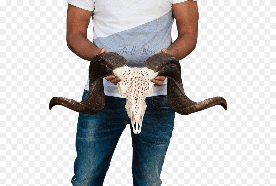 Transparent Ram Animal Bull, Clothing, Pants, Jeans, Adult Free Png Download