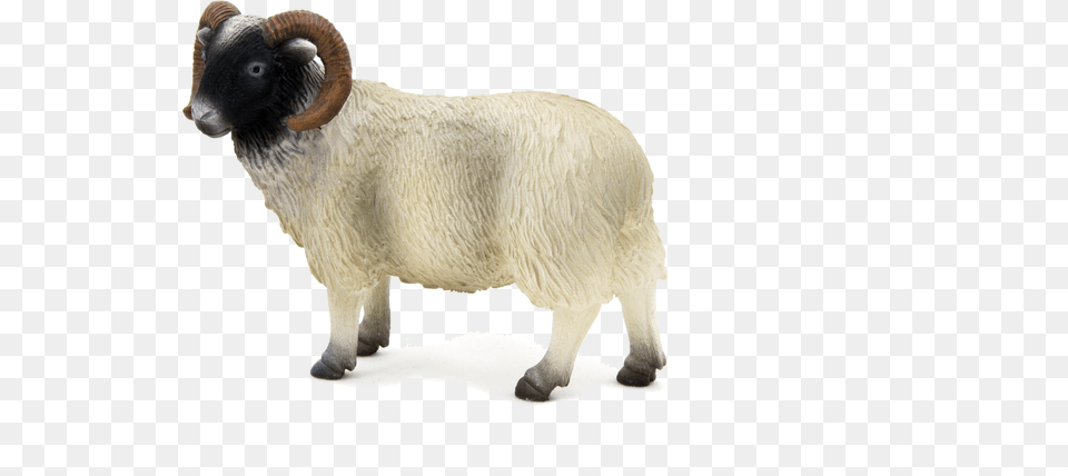 Transparent Ram Transparent Ram Sheep, Animal, Livestock, Mammal Png Image