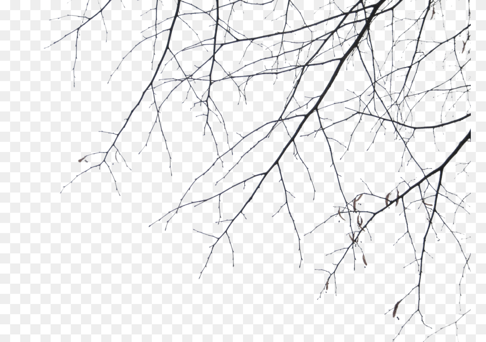 Transparent Ramas De Arbol Black And White Branches, Frost, Ice, Nature, Outdoors Free Png Download