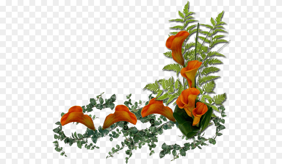 Transparent Ramos De Flores Orange Flowers, Flower, Flower Arrangement, Plant, Leaf Png