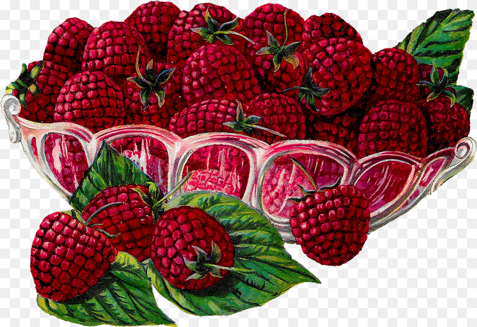 Transparent Raspberries, Berry, Food, Fruit, Plant Free Png