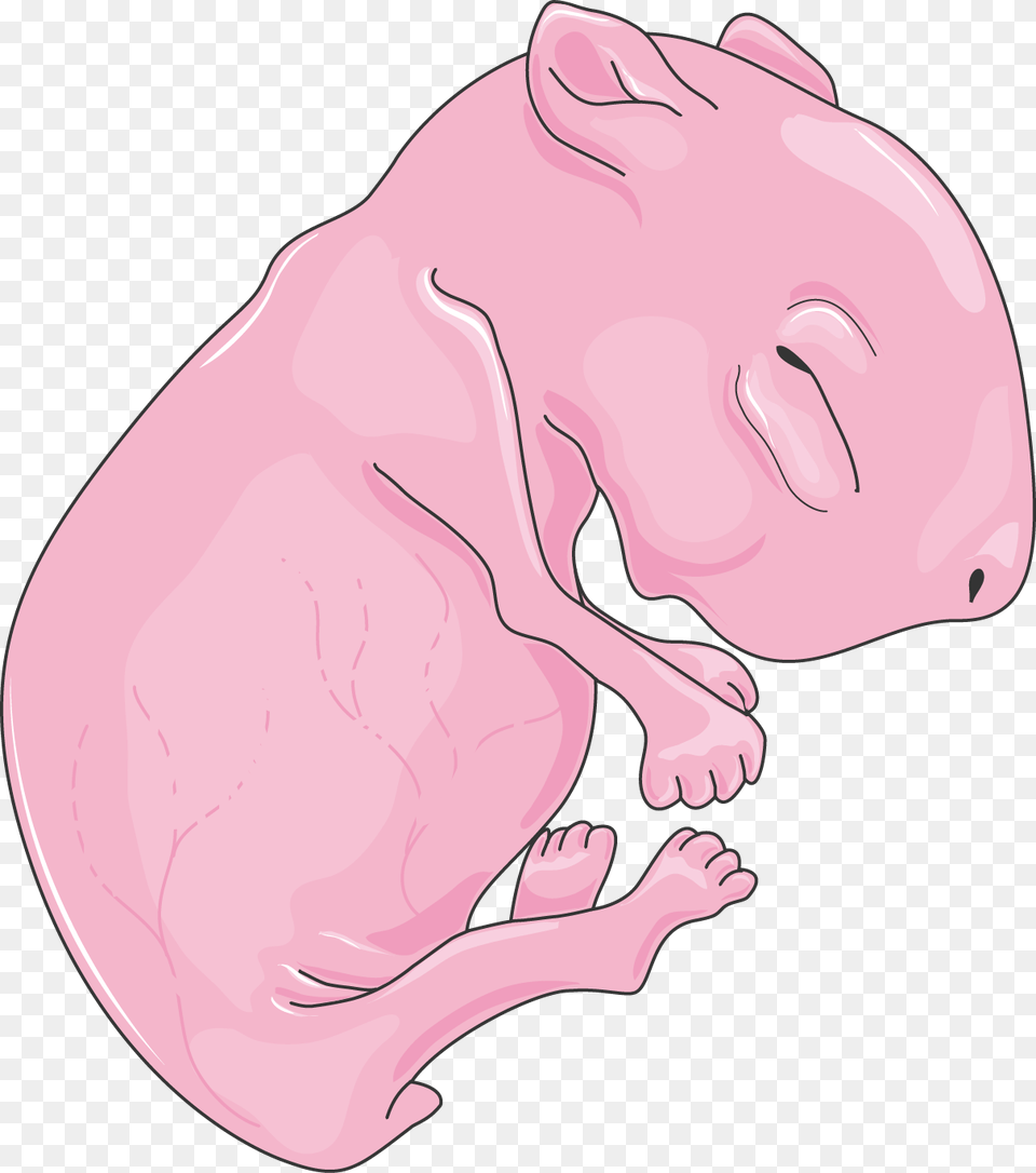 Transparent Rat Clip Art Neonatal Rat, Animal, Mammal, Pig Png Image