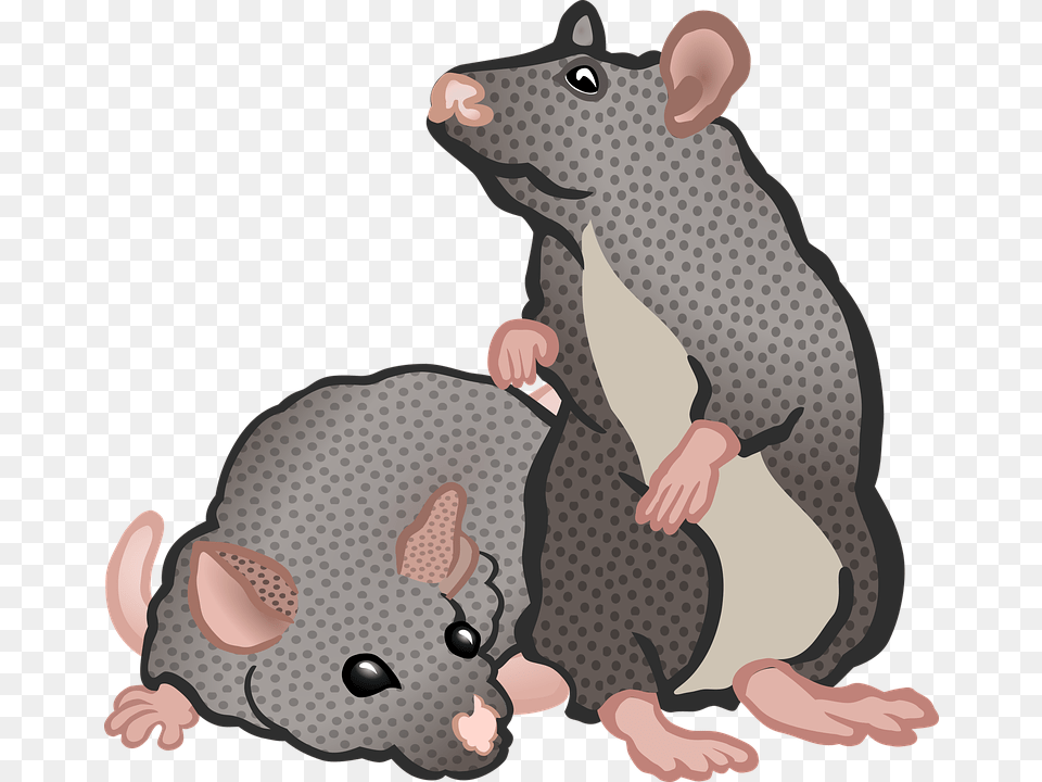 Transparent Rat Mouse Clipart Clip Art 2 Rat, Animal, Mammal, Baby, Person Free Png