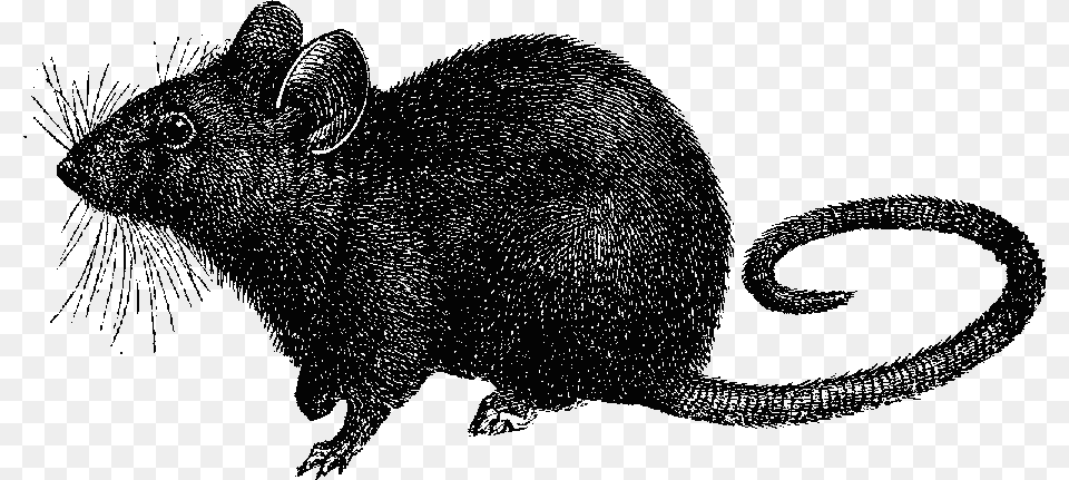 Transparent Rats Black Death Rat Transparent, Animal, Mammal, Rodent, Pig Free Png Download