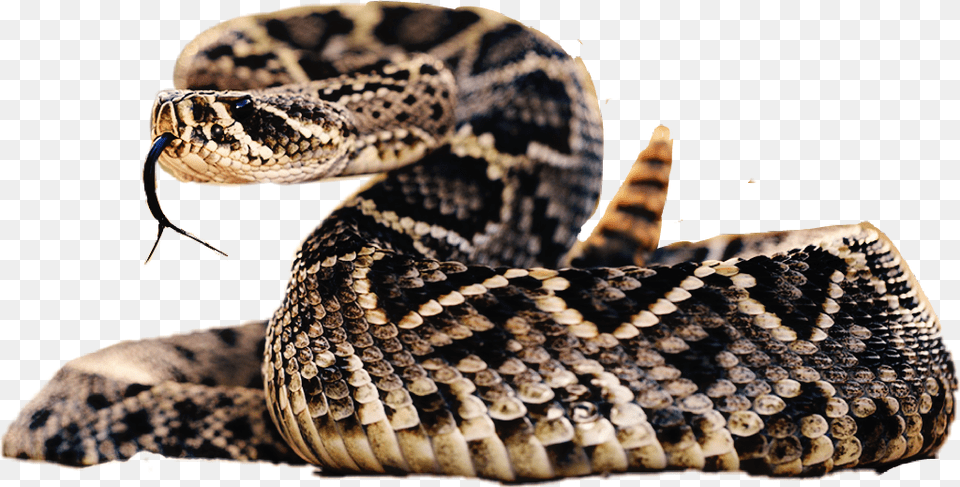 Transparent Rattlesnake Dangerous Snakes, Animal, Reptile, Snake Png