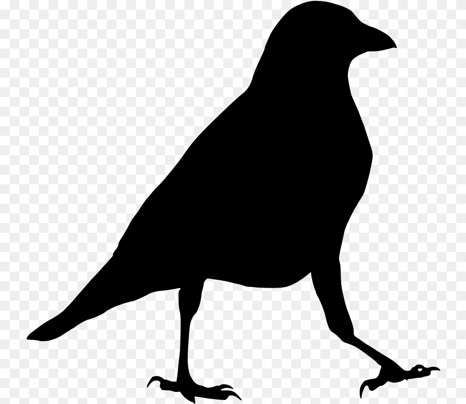 Transparent Raven, Gray Free Png
