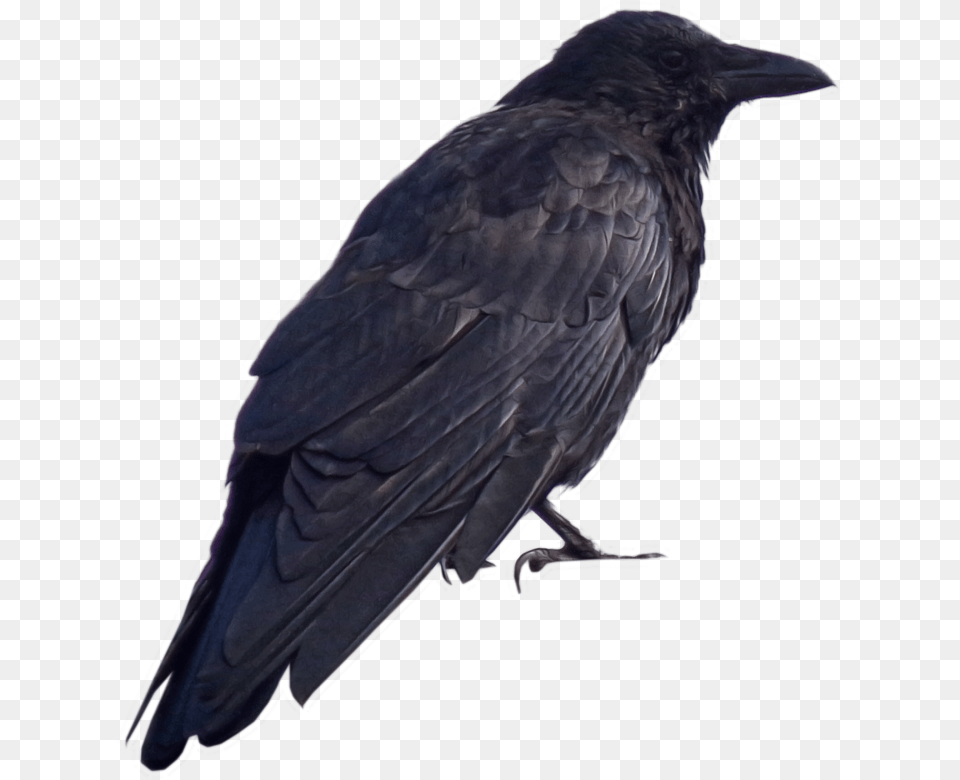 Transparent Raven Clipart Dark Souls Crow, Animal, Bird, Blackbird Free Png Download