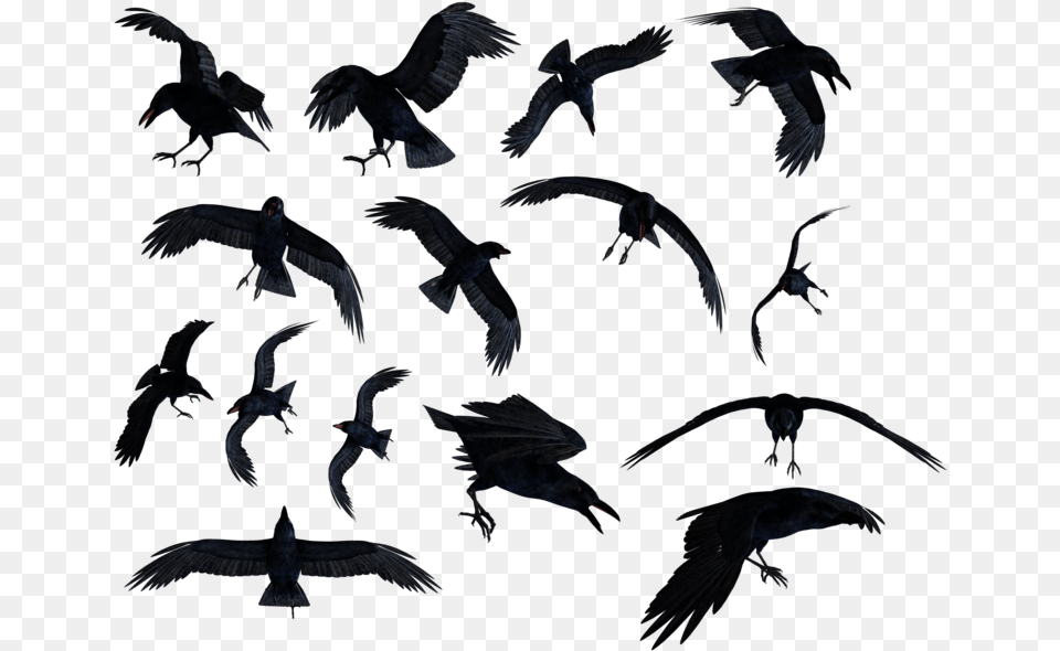 Raven Clipart Ravens, Animal, Bird, Flying, Blackbird Free Transparent Png