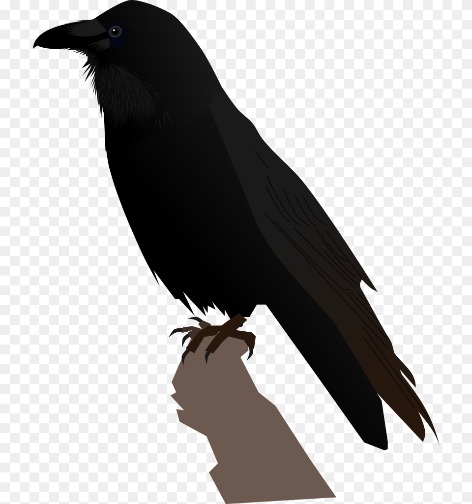 Transparent Raven Feather, Animal, Bird, Blackbird, Person Png