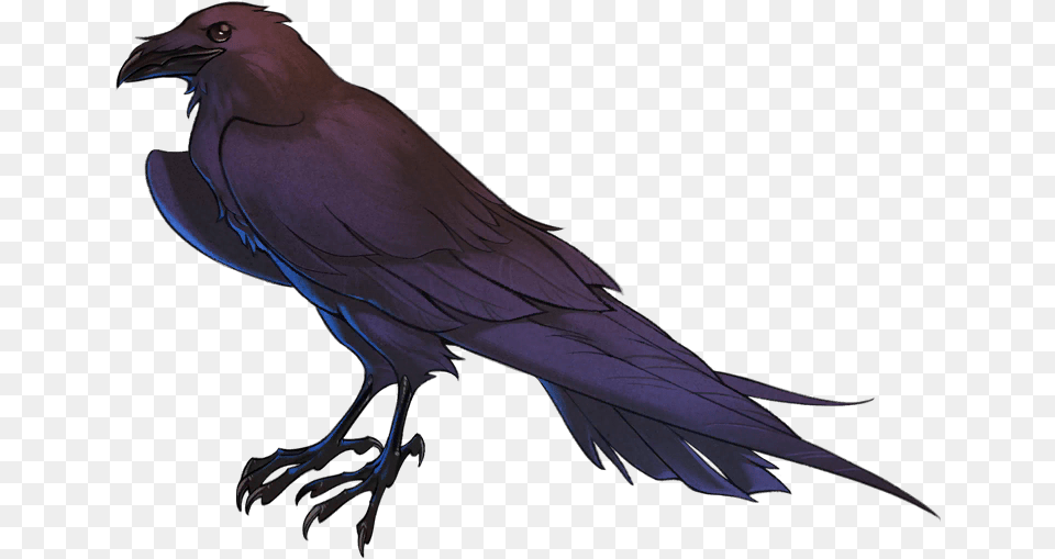 Transparent Raven Feather, Animal, Bird, Blackbird, Beak Png