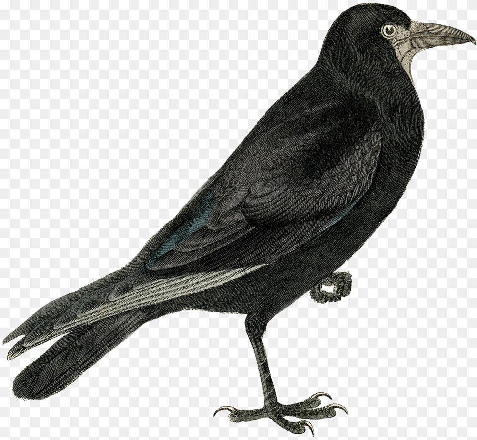 Transparent Raven Flying Crow, Animal, Bird, Blackbird Png Image