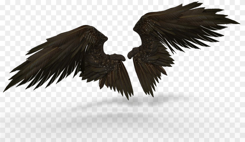 Transparent Raven Wings Alas De Malefica, Animal, Bird, Vulture, Angel Png