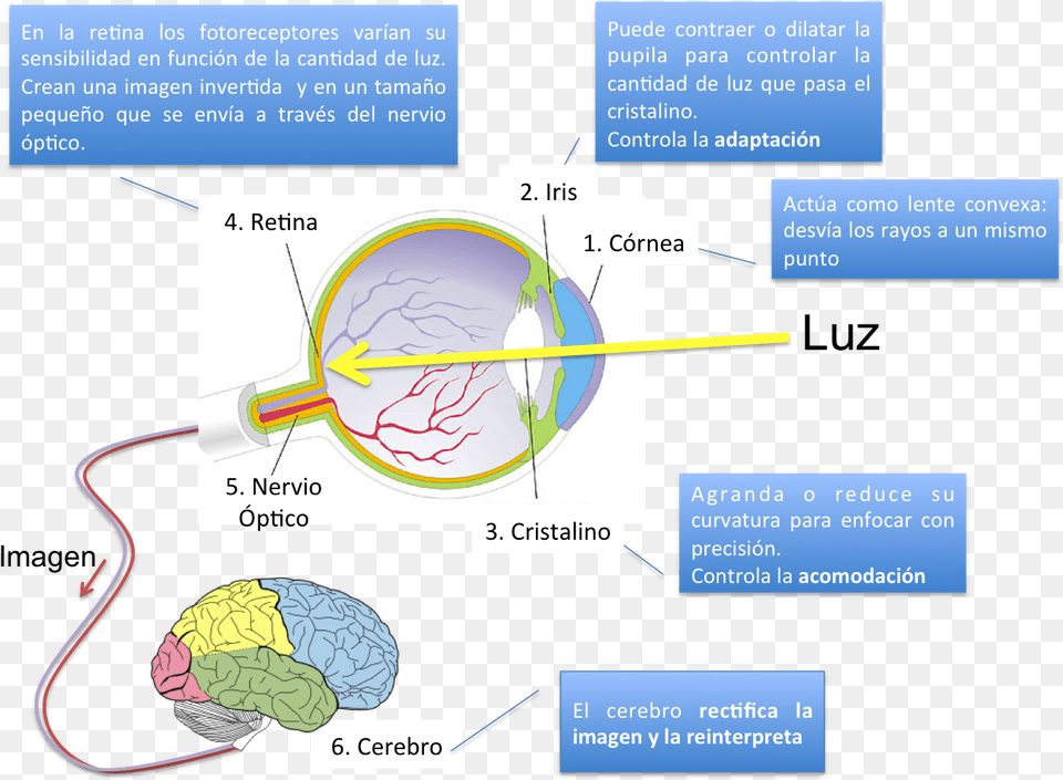 Rayos De Luz Proceso De La Vision, Chart, Plot, Diagram Free Transparent Png