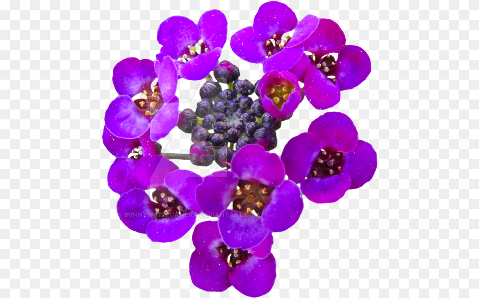 Transparent Real Flower Flowers Transparent Real, Geranium, Plant, Purple, Pollen Free Png