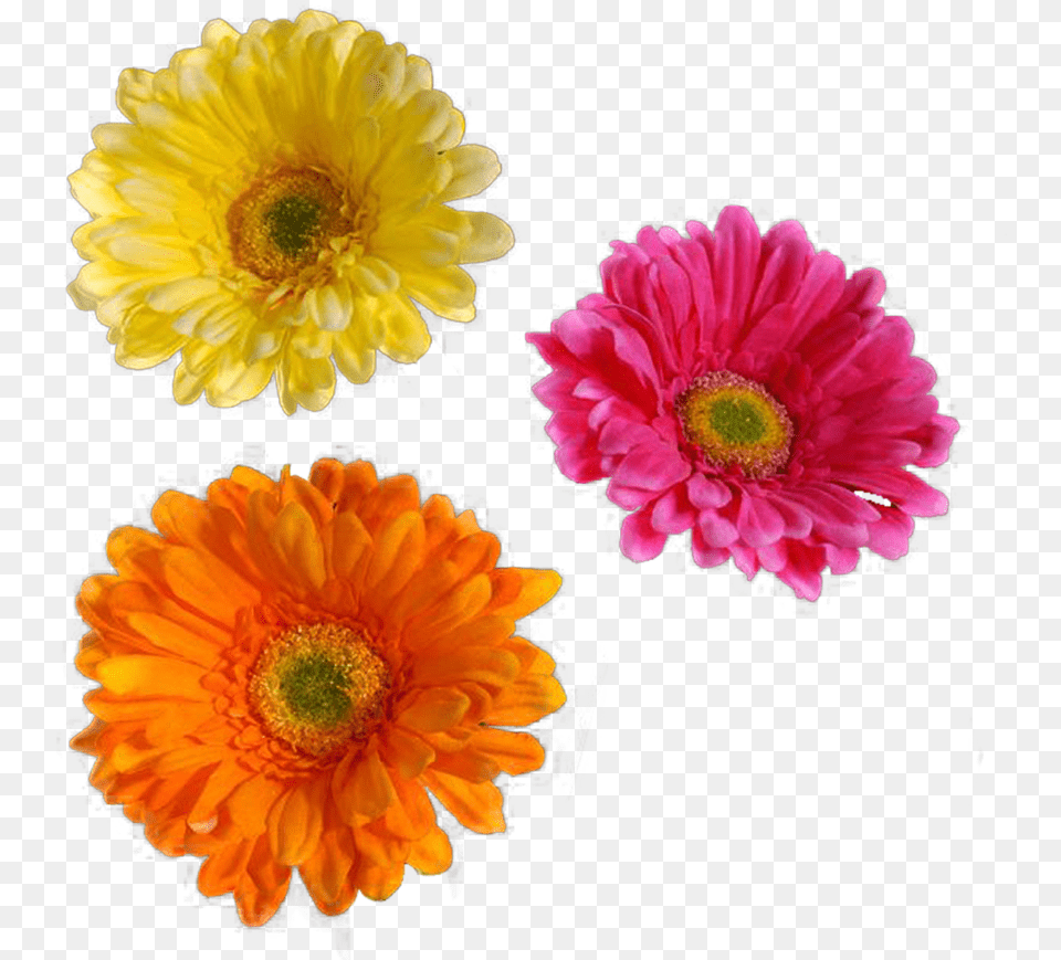 Transparent Real Flowers Flower Cut Out, Anemone, Daisy, Petal, Plant Png Image