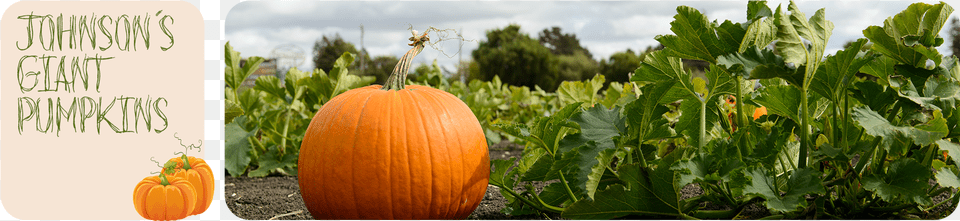 Transparent Real Pumpkin Pumpkin In A Field, Food, Plant, Produce, Vegetable Free Png Download