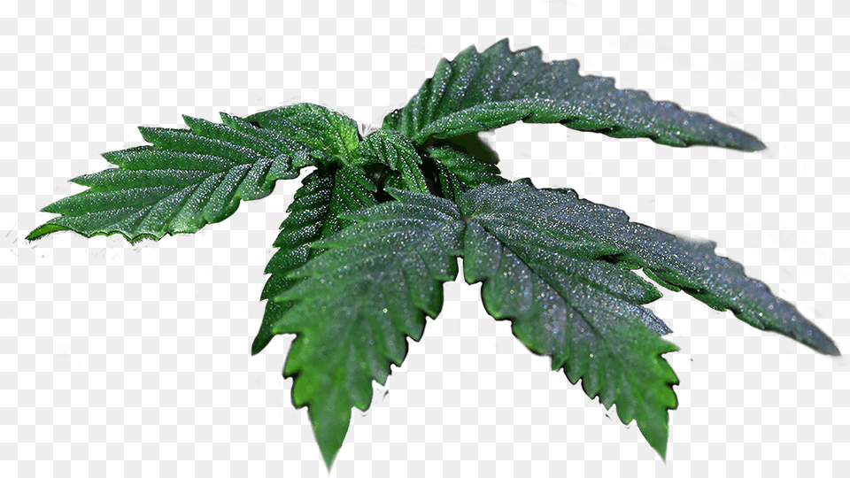 Transparent Real Weed Leaf Elm, Plant, Hemp Png