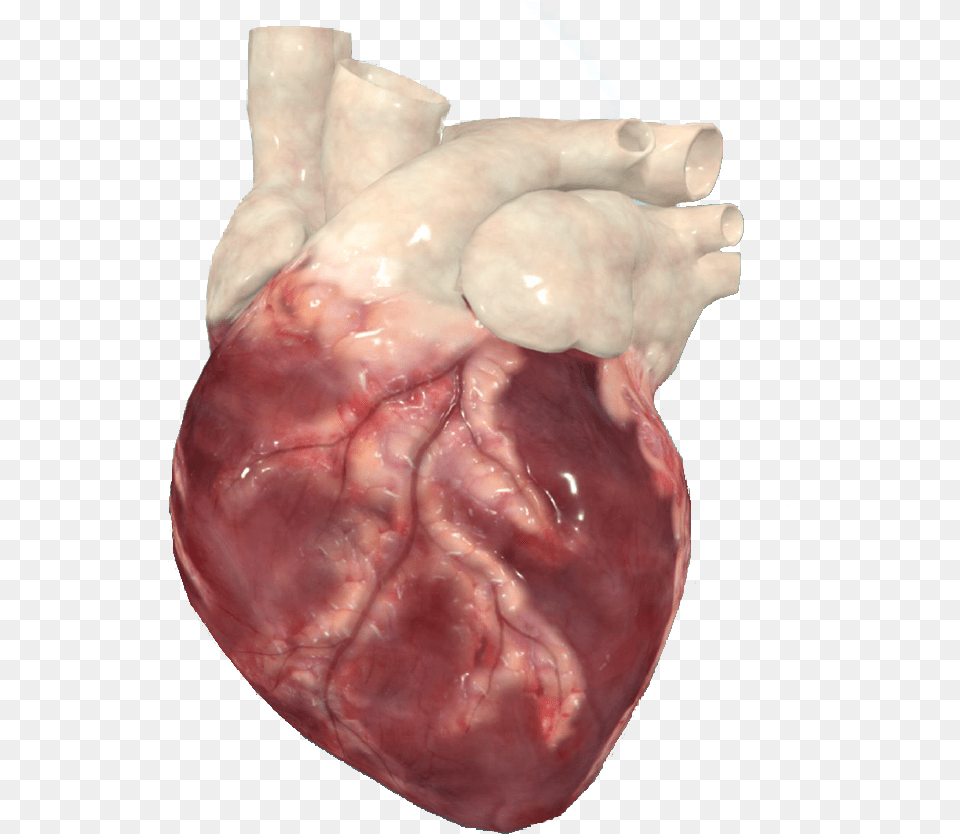 Transparent Realistic Heart Liver, Baby, Person Png Image