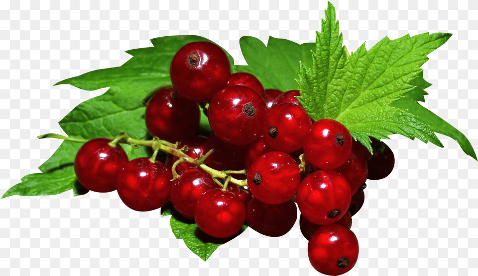 Transparent Red Berry Redcurrant, Food, Fruit, Plant, Produce Free Png Download