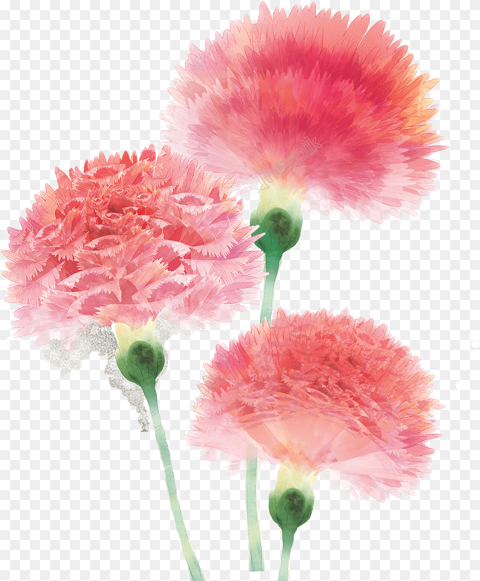 Transparent Red Carnation Clipart Small Pink Carnation Flower, Plant Free Png