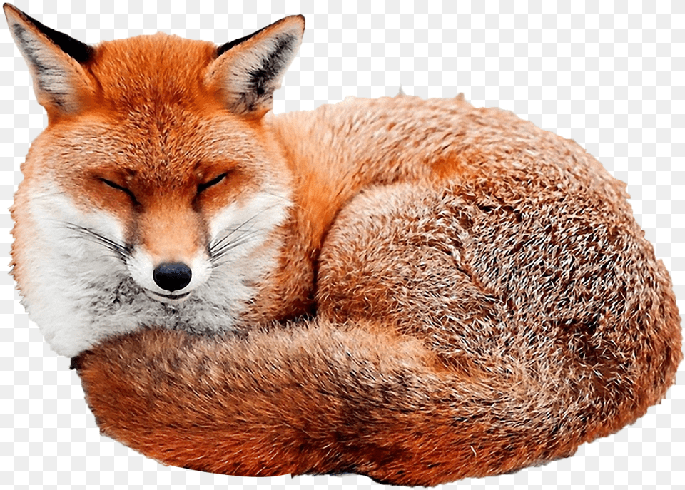 Red Fox Curled Up Sleeping Fox, Animal, Canine, Mammal, Red Fox Free Transparent Png