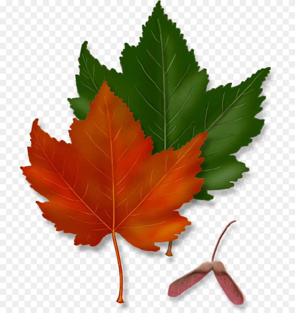 Transparent Red Maple, Leaf, Plant, Tree, Maple Leaf Free Png