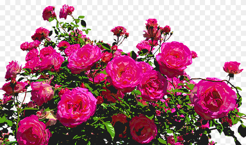 Transparent Red Rose Bush, Flower, Flower Arrangement, Flower Bouquet, Plant Free Png Download