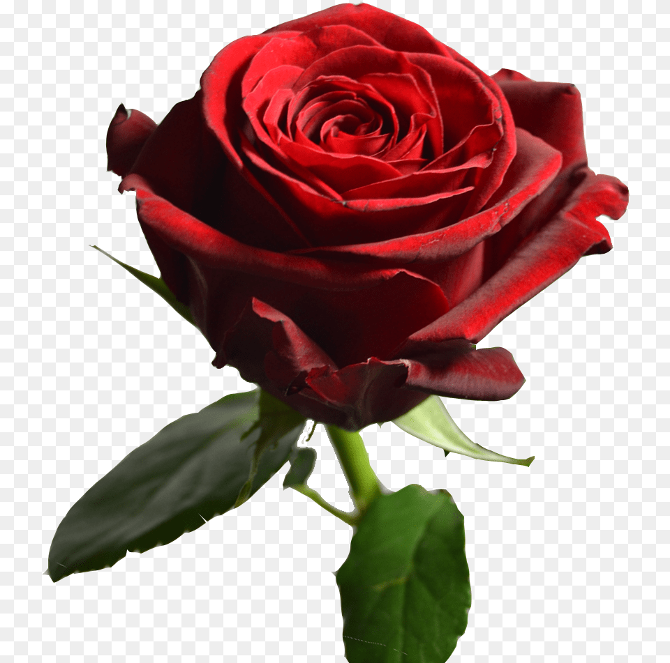 Transparent Red Rose Petals Floribunda, Flower, Plant Free Png Download