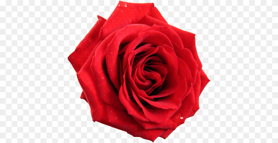 Transparent Red Rose Rose, Flower, Plant Free Png
