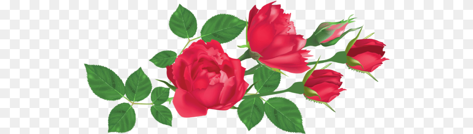 Transparent Red Roses Clipart Picture Rose Leaves Clip Art, Flower, Plant, Leaf Free Png