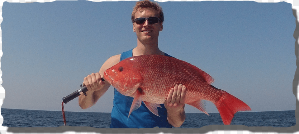 Transparent Red Snapper Pull Fish Out Of Water, Accessories, Sunglasses, Animal, Sea Life Png