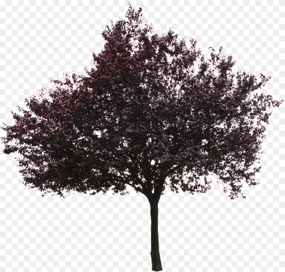 Transparent Red Tree Kayn Aac Png