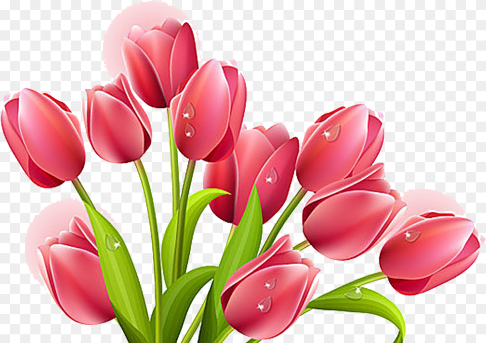 Transparent Red Tulip Tulip Clipart Transparent Background, Flower, Plant, Petal Png
