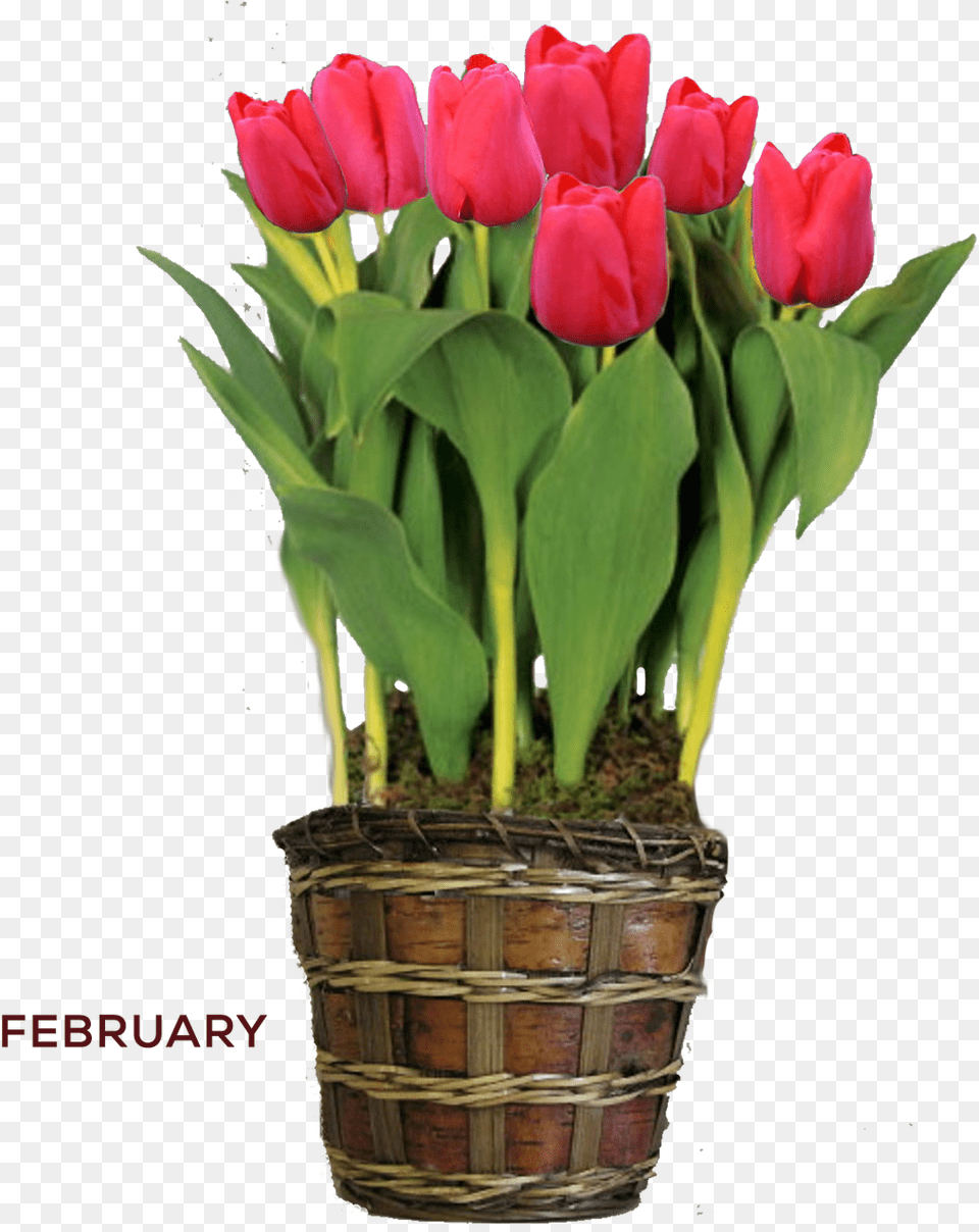 Red Tulip Yellow Tulips, Flower, Potted Plant, Plant, Flower Bouquet Free Transparent Png