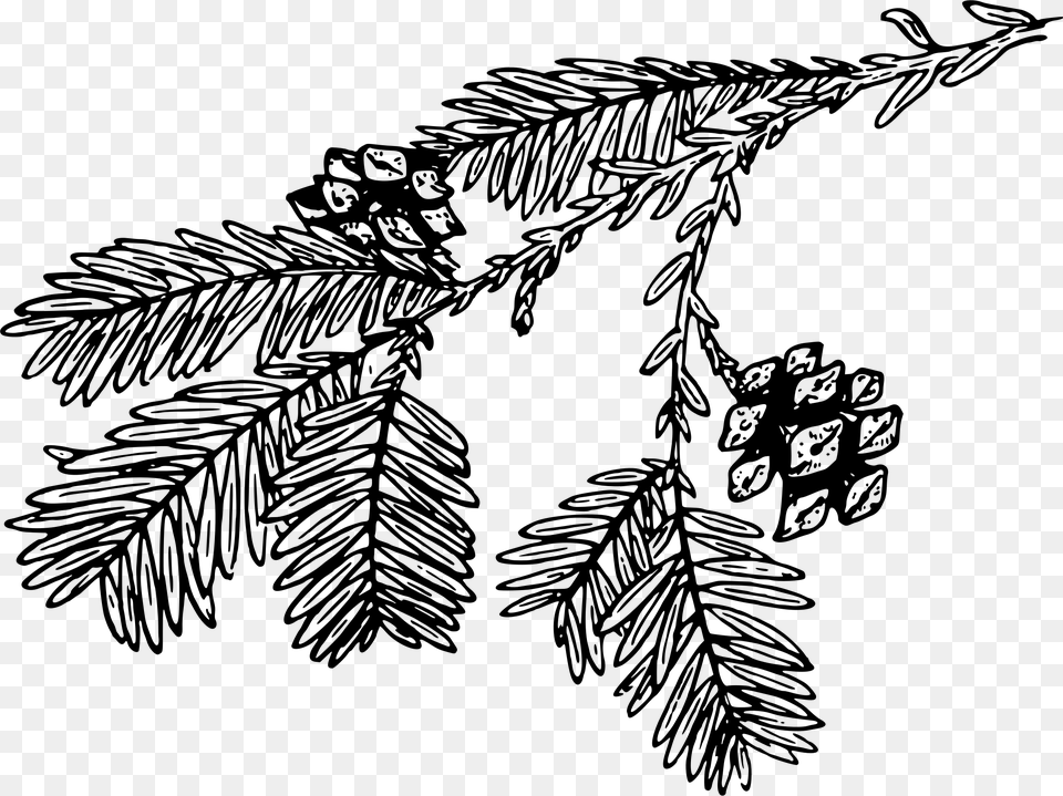 Transparent Redwood Tree Clipart Redwood Branch Black And White Clipart, Gray Free Png Download
