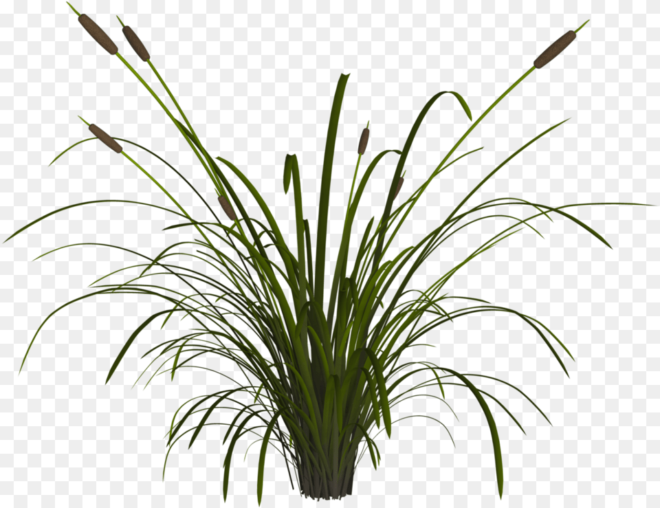 Transparent Reed Transparent Reeds, Grass, Plant, Potted Plant, Flower Png Image