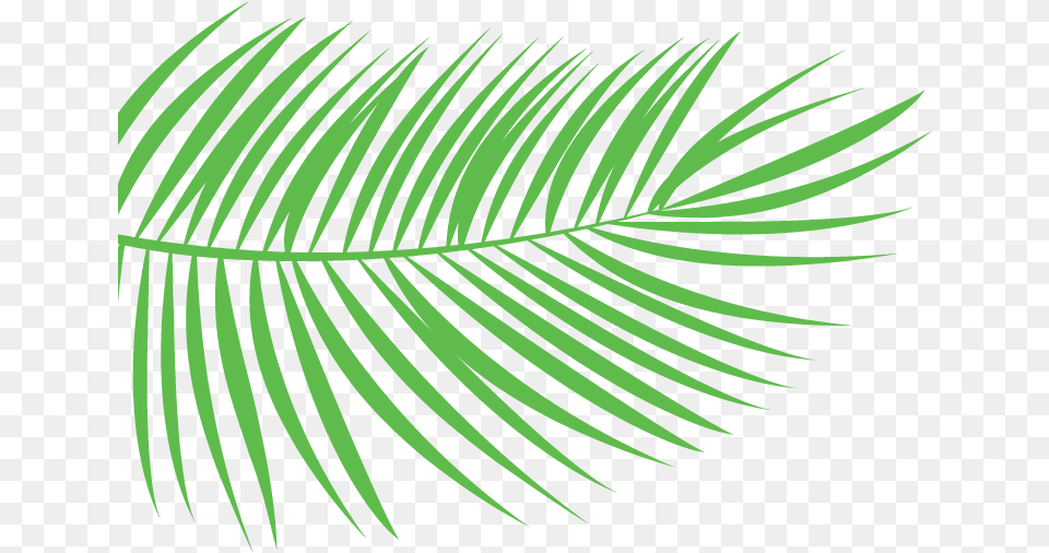 Transparent Reeds, Leaf, Plant, Fern, Tree Png Image