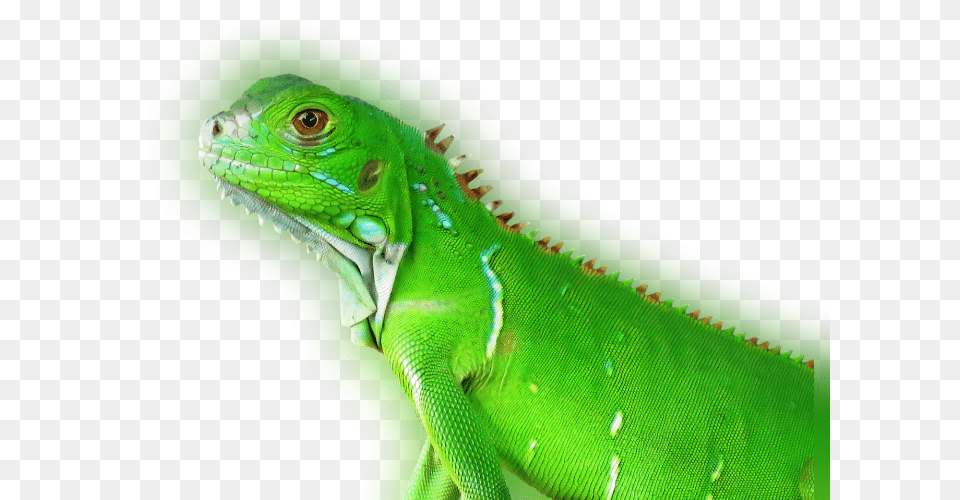 Transparent Reptile Eye Tropical Animal, Iguana, Lizard Free Png