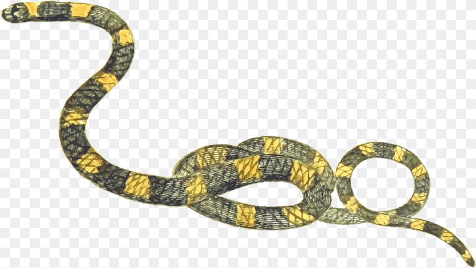 Transparent Reptiles Clipart Clipart Snake, Animal, Reptile Png