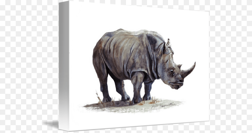 Rhinoceros Painting, Animal, Mammal, Rhino, Wildlife Free Transparent Png