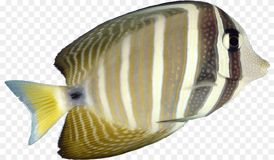 Transparent Ric Flair Woo Pomacanthidae, Angelfish, Animal, Fish, Sea Life Png Image