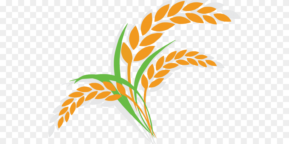 Transparent Rice Clipart Rice Plant Clipart, Food, Grain, Produce, Wheat Png Image