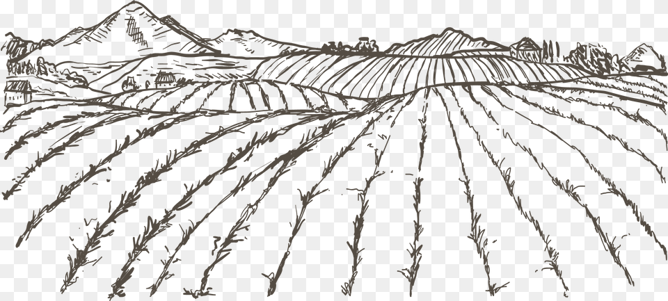 Transparent Rice Plant Clipart Sketch Agriculture Drawings Easy, Art, Drawing, Outdoors, Nature Png