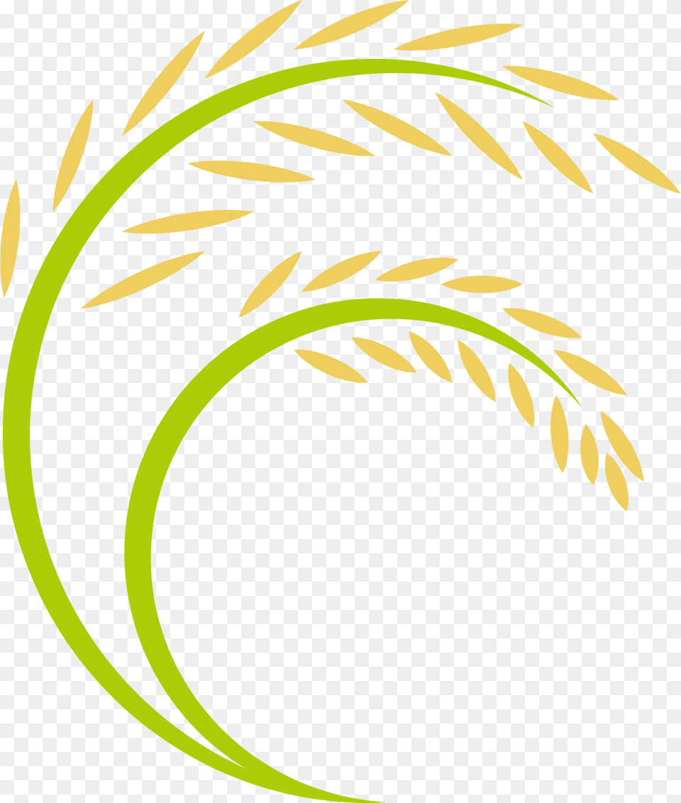 Transparent Rice Plant Paddy Rice Logo, Food, Grain, Pattern, Produce Png Image