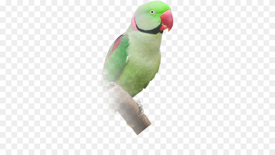 Transparent Ring Necked Parakeet, Animal, Bird, Parrot Free Png Download